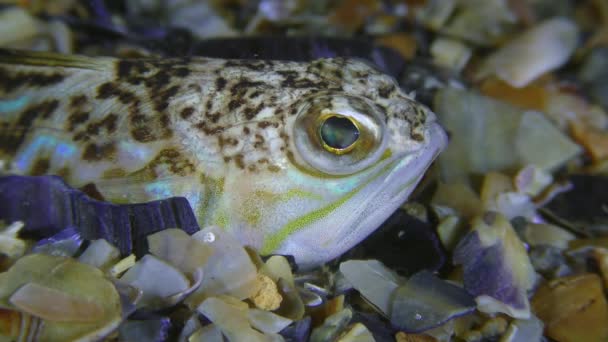 Toxické ryby Větší weever aktivně obrací oči, portrét, boční pohled. — Stock video