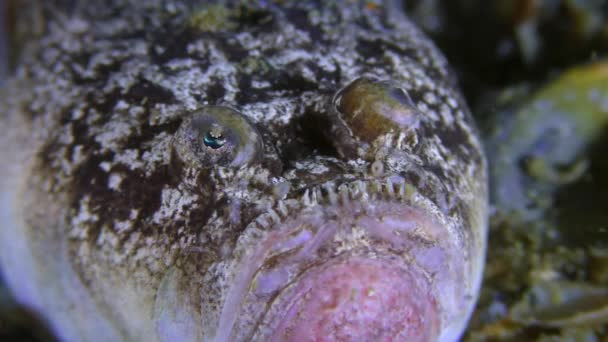 Der giftige Fisch Atlantischer Sternengucker bewegt seine Augen, extreme Nahaufnahme. — Stockvideo