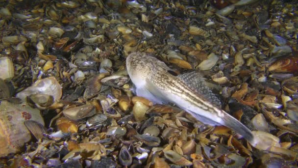 Meeresfisch Atlantischer Sternengucker am Grund mit Muschelschalen bedeckt. — Stockvideo