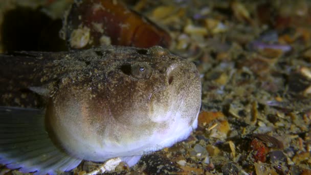 Raubtierjagd: Atlantischer Sternengucker lockt Beute mit wurmartiger Zunge aus nächster Nähe. — Stockvideo