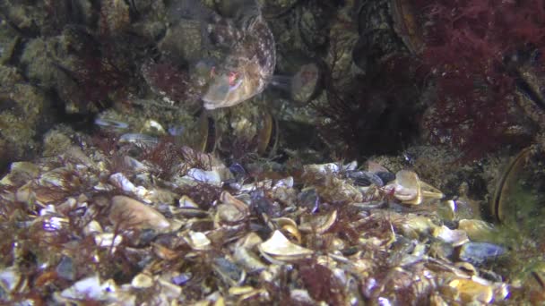 Elevage de poissons Gris wrasse : le mâle apporte un morceau d'algue pour construire un nid. — Video