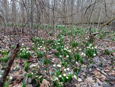 Uzun yeşil yaprakları ve beyaz çiçekleri olan orman kardelenleri ince orman dalları arasında rahat bir şekilde büyür..