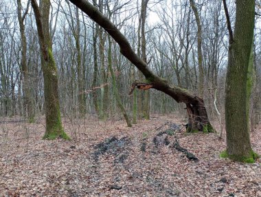 Orman yolunun yakınındaki ormanda kırılmış bir kiraz ağacı. Rüzgarın kırdığı eski bir ağaç yolun üzerinde asılı..