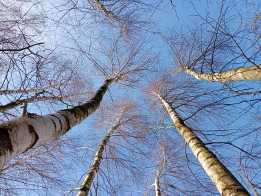 Huş ağacı mavi gökyüzünün arka planında taç takar. Ağaç dalları gökyüzünü kaplıyor ve beyaz dallar ve ağaç gövdelerinden oluşan bir desen oluşturuyor..