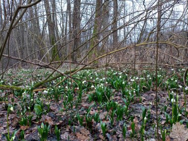Ormanın ortasında yapraklarla kaplı bir çiçek çayırı. Arka planda büyük meşe ağaçları var. Meşe ormanında çiçekler.