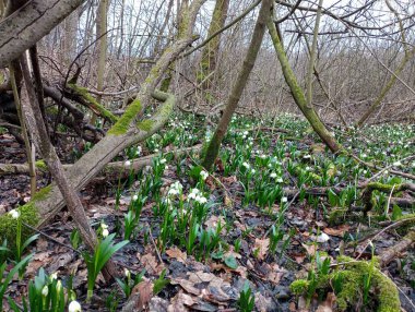İlkbaharda harika bir ormanın ortasında kar damlaları. Islak yeşil yosunlarla kaplanmış kuru meşe dallarıyla nemli bir orman aralarında uzun yeşil yapraklı beyaz çiçekler yetişiyor..