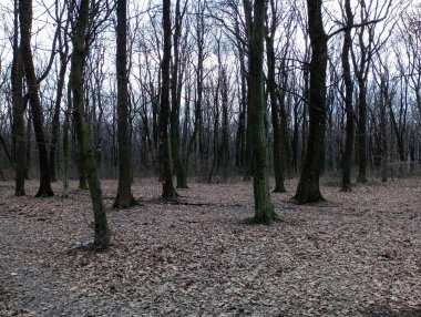 Baharda kasvetli bir orman. Gri tonlu mistik orman. Ormanda ilkbaharın başlarında. Büyük ağaçlarla kaplı gri bir orman manzarası ve yere düşen yapraklar..
