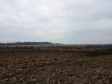 Saban tarlasının manzarası ormanda görülebilir. Ekin ekme için bahar hazırlığı.