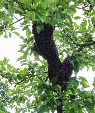 Yoğun bir kümede toplanmış büyük bir arı sürüsü, taze yeşil yapraklarla çevrili dallanmış bir ağaç dalına bağlıdır..
