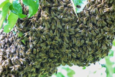 Yoğun bir bal arısı sürüsü bir ağaç dalına dolanmış ve etkileyici bir doğal görüntü oluşturmuş. Makro çekim binlerce böceğin birbirine sıkıca bastığını gösteriyor..