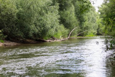 Kristal berrak su yoğun yeşil bitki örtüsüyle çevrili bir derede akar ve kıyıda düşen ağaç gövdeleri vahşi, el değmemiş bir doğa hissi yaratır. Manzara, sakin ve yaz rahatlığı dolu bir atmosfer taşır..