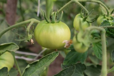 Genç yeşil domatesler yapraklarla çevrili dallarda büyürler. Tazelik ve gelecek hasat beklentisinin resmini oluştururlar..