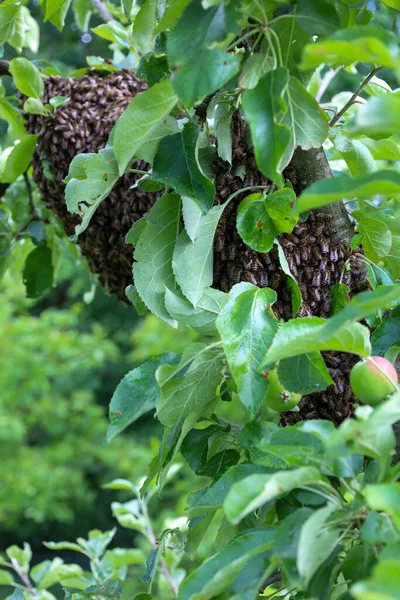Yoğun bir kümede toplanmış büyük bir arı sürüsü, taze yeşil yapraklarla çevrili bir elma ağacına bağlıdır. Görüntü, böceklerin doğal ortamlarındaki vahşi yaşamlarını gösteriyor. Kovanları için yeni bir yer arıyorlar.