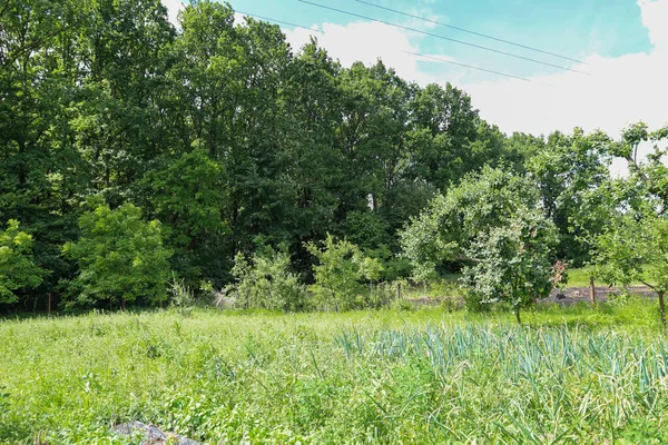Yoğun bir ormanı çevreleyen çeşitli otlar ve yataklarla dolu bir tarla. Parlak güneş ışığı yeşil bitkileri ve ağaçları aydınlatırken, üzerlerinde bulutlu mavi bir gökyüzüne karşı elektrik hatları görülebilir..