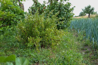 Sıralar dolusu pırasa, bektaşi üzümü çalıları ve yeşil böğürtlenli frenk üzümü bir yaz bahçesi resmi oluşturur. Bu kırsal alan organik büyüme, doğal güzellik ve tarımı gösteriyor..