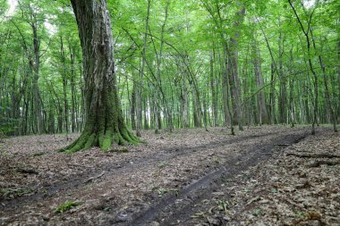 Orman çalılıklarında sessizlik ve sükunet. Dayak yemiş bir yolun derinliklere indiği yerde. Yosun kaplı kökleri olan dev bir ağaç doğanın ihtişamını ve gizemini ön plana çıkarıyor..
