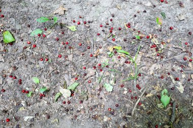 Yerde dağınık kırmızı böğürtlenler, kuru yapraklar ve dallardan oluşan renkli bir arka plan var. Bu dokulu kompozisyon sonbahar atmosferini ve orman zemininin doğal güzelliğini yansıtıyor..
