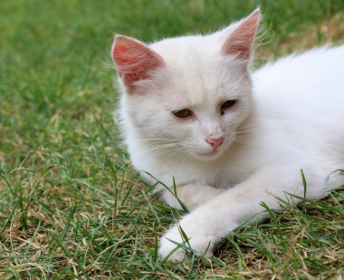 Pembe kulaklı beyaz bir kedi taze yeşil çimenlerin üzerinde uzanıyor, sakin bir anın tadını çıkarıyor. Çekim, doğal bir ortamda dinlenme ve sükunet atmosferi sağlıyor..