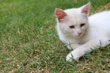 Beyaz bir kedi yeşil çimlerin üzerinde huzur içinde dinleniyor. Nazik ve sakin ifadesi huzur ve konforlu bir atmosfer yaratıyor..