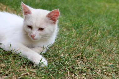 Bu beyaz kedi, canlı yeşil çimlerin üzerinde zarif bir şekilde dinleniyor, sükuneti somutlaştırıyor. Rahat duruşu ve nazik bakışları ılık bir günün dinginliğini vurguluyor..