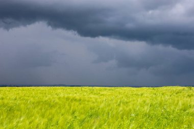 Çarpıcı yeşil bir alan, karanlık, kasvetli bir fırtına gökyüzü ile keskin bir zıt, gergin ama büyüleyici bir atmosfer yaratıyor. Görüntü yağmur beklentisini ve doğanın gücünü aktarıyor..