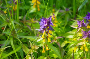 Yoğun yeşil çimenlerin arasında açan parlak mor ve sarı çiçekler. Bu bahar arazisi vahşi doğanın doğal güzelliğini ve zenginliğini gözler önüne seriyor..