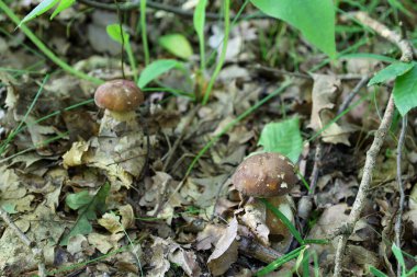 İki genç Porcini mantarı bulunmayı bekleyen kuru yaprak ve dalların arasında saklanıyor. Kahverengi desenli kepler ve sağlam gövdeler tazeliklerini ve hasat için mükemmel durumlarını gösteriyor..