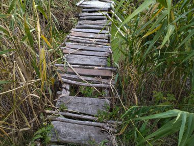 Yoğun çalılıkların arasında dolanan küçük tahta bir yaya köprüsü bataklık bölgesini geçer. Fotoğraf yalnızlık, huzur ve doğayla bütünlük hissi veriyor. Eski tahtalar ve sararmış bitkiler güzel bir atmosfer yaratıyor..