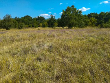 Sonbahar güneşi ile sararan bir tarla küçük mor çiçeklerle lekelenir. Onun üzerinde, sınırsız mavi gökyüzü beyaz bulutlarla huzur ve özgürlük hissi veriyor..