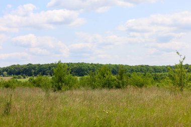 Önünde uzun, kuru çimenler ve çalılar olan bir yaz arazisi. Ufuk, açık beyaz bulutlu mavi gökyüzünün altındaki yeşil bir orman tarafından çerçevelenmiştir. Bu fotoğraf huzur ve doğal güzelliği yansıtıyor..