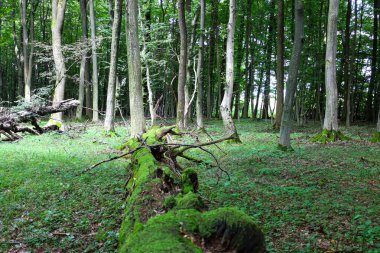 Yeşil çimlerin üzerinde uzun ağaç gövdeleri olan sık bir ormanın çarpıcı görüntüsü. Kompozisyonun ortasında kalın yeşil yosunlarla kaplı kocaman bir gövde var..