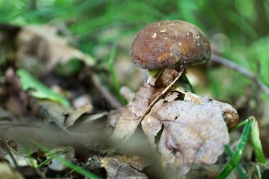 Ağacın dibinde büyüyen bir orman mantarının derin makro görüntüsü. Kahverengi başlık ve kuru yapraklardaki altın noktalar sonbahar atmosferini oluşturur. Çevredeki yeşillik ormandaki yaşamı vurguluyor..