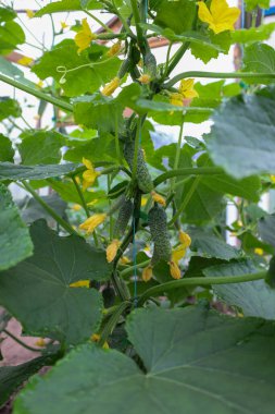 Çiçekli genç salatalıklar bir seradaki yeşil bir sarmaşıkta yetişerek taze sebze yetiştirme sürecini gösteriyor. İğne doğal tazeliği ve bereketli bir hasat taşır..