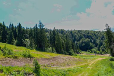 Dağ ormanında taze bir yaz günü. Uzun ağaçlar ve parlak otlarla kaplı yeşil yamaçlar pitoresk bir manzara yaratır. Hava temiz ve doğa ilham verici..