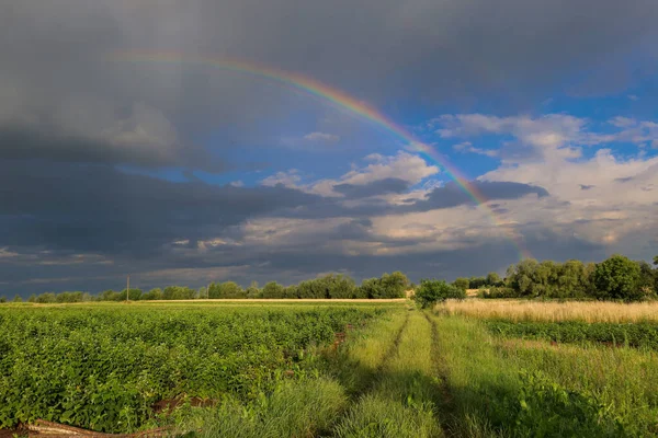 Toprak bir yolun geçtiği yeşil bir arazide bulutlu bir gökkuşağı belirdi. Bu büyüleyici çekim, kara bulutlar ve parlak doğa olayları arasındaki zıtlığı gösteriyor..