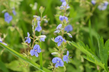 Yakından bakınca, yemyeşil alanda büyüyen ince saplı narin mor çiçekler görülüyor. Tarla çiçeklerinin kırılganlığını ve saflığını vurgulayan, yaban çiçeklerinin saf güzelliğini aktarıyor..