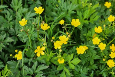 Yakından bakınca yemyeşil alanlar arasında büyüyen parlak sarı çiçeklerin zengin bir doğal bileşim oluşturduğunu görüyoruz. Görüntü, doğanın güzelliğini ve çeşitliliğini vurgulayarak baharın neşeli atmosferini aktarıyor..