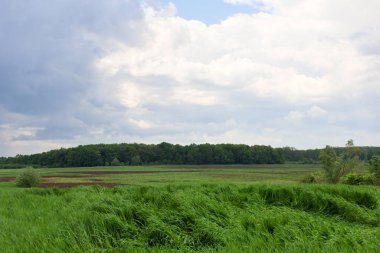 Rüzgarın ön plandaki yeşil otları sallayıp hareket hissi verdiği dinamik bir manzara.. 