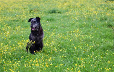 Bu resim sarı çiçeklerle dolu parlak bir tarlada oturan gri bir köpeği gösteriyor. Yüzündeki ifade bir sakinlik ve memnuniyet hissi taşırken, köpeğin ceketi ve çiçek açan alan alan alan alan arasındaki renk kontrastı görsel olarak çekici bir sahne yaratıyor.