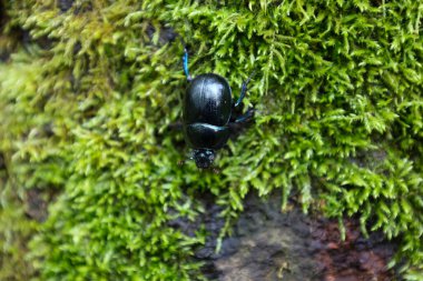 Bir makro fotoğraf, yemyeşil yosunların üzerinde sürünen mavi röfleli siyah bir dor böceğini gösteriyor, güzel bir kontrast oluşturuyor. Bu görüntü, vahşi doğada fark edilmeyen küçük detayların inanılmaz güzelliğini vurgular..