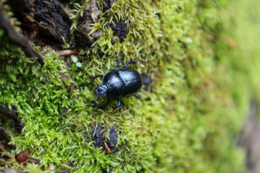 Yeşil yosunların dokulu yüzeyinde sürünen karanlık bir dor böceğinin yakın çekimi doğanın şaşırtıcı detaylarını gözler önüne seriyor. Böceğin parlak kabuğu ve yumuşak yosun halısı arasındaki zıtlık görsel olarak çekici bir görüntü yaratır..