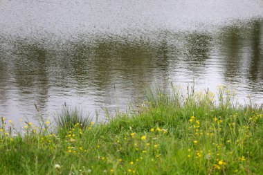 Küçük sarı çiçekli canlı yeşil çimenler sakin bir su kütlesi boyunca büyür. Yumuşak ışık ve bulanık yansımalar, doğal manzaranın güzelliğini vurgulayan bir huzur ve huzur atmosferi yaratır..