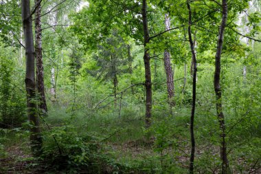Genç çalılar ve çimenler arasında meşe gövdelerinin görülebildiği sık ve karışık bir ormanın bereketli yaz yeşilliği. Görüntü, orman ekosisteminin sükuneti ve çeşitliliğinin yanı sıra taze ve canlı bir atmosfer taşır..