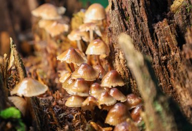 Parlak ışık, çürüyen ahşap üzerinde büyüyen yoğun bir mantar kümesini aydınlatır. Parlak, şeffaf kapakları karanlık ağaç gövdesine karşı duruyor. Orman mikro dünyasının detaylarını ve dokularını gözler önüne seriyor..