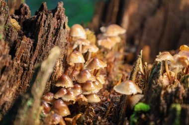 Parlak ışık, çürüyen ahşap üzerinde büyüyen yoğun bir mantar kümesini aydınlatır. Parlak, şeffaf kapakları karanlık ağaç gövdesine karşı duruyor. Orman mikro dünyasının detaylarını ve dokularını gözler önüne seriyor..