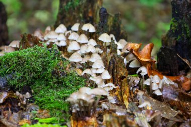 Çürüyen bir kütüğün üzerinde büyüyen küçük mantarların nadir bir görüntüsü. Yoğun mantar kümesi doğal biyolojik çeşitliliğin zenginliğini vurgulayan büyüleyici bir bileşim oluşturur..