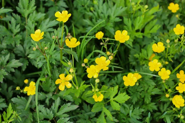 Yakından bakınca yemyeşil alanlar arasında büyüyen parlak sarı çiçeklerin zengin bir doğal bileşim oluşturduğunu görüyoruz. Görüntü, doğanın güzelliğini ve çeşitliliğini vurgulayarak baharın neşeli atmosferini aktarıyor..