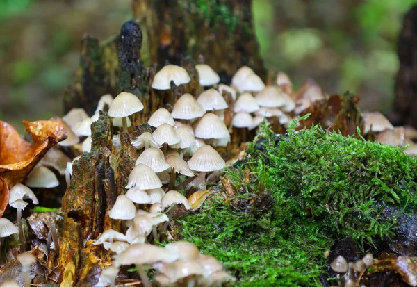 Küçük bir mantar kolonisi, parlak yeşil yosunlarla kaplı çürüyen bir kütüğün üzerinde büyüyor. Bu makro görüntü, her elementin kendine özgü bir ekosistem yarattığı orman yaşamının cazibesini ve dinamizmini aktarıyor..