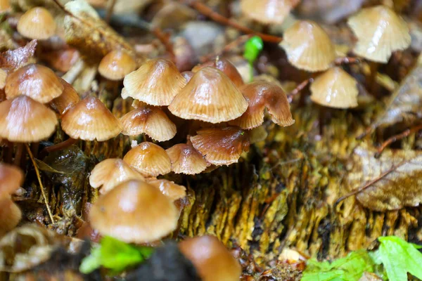 Eski bir kütüğün üzerinde sıkıca büyüyen küçük mantar koleksiyonu. Yağmurdan sonra parlayan parlak kahverengi başlıkları orman bitkilerinin zenginliğini ve detaylarını vurgulayan dinamik bir kompozisyon oluşturuyor..