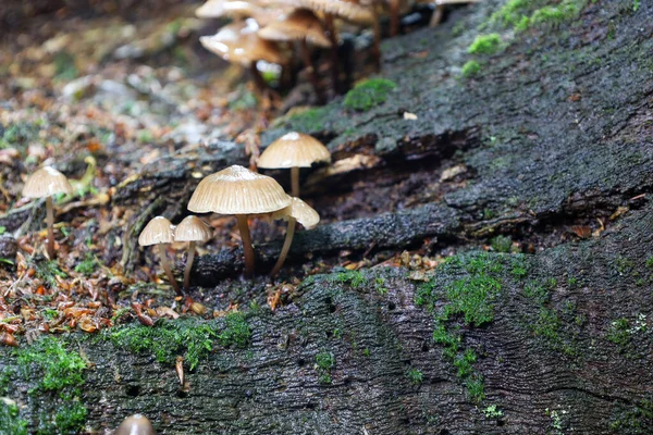Yeşil yosunlarla kaplı nemli ahşap bir kütükte büyüyen doğal habitatlarındaki narin orman mantarları. Bu makro görüntü, doğanın eşsiz güzelliğini ve detaylarını gösterdiği orman yaşamının atmosferini aktarır..